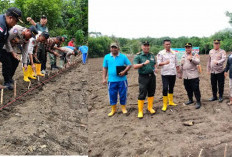 Polsek Gelumbang Gerakkan Ketahanan Pangan, Lahan Tidur Disulap Jadi Kebun Singkong