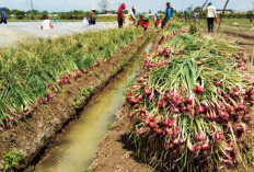 Sumsel Punya 17 Kabupaten/Kota, Ini Daerah Paling Jago Produksi Bawang Merah