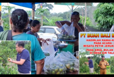 Wisata Petik Jeruk Manis di Desa Air Talas: Sensasi Panen di Kebun Sendiri 