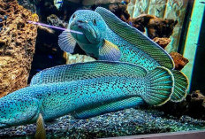 10 Jenis Ikan Channa Paling Populer, Ada yang Harganya Puluhan Juta
