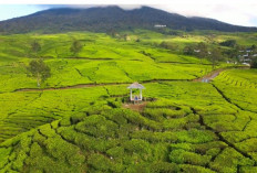 5 Alasan Kebun Teh Pagaralam Jadi Destinasi Favorit Sumatera Selatan di Ketinggian 1.520 Mdpl