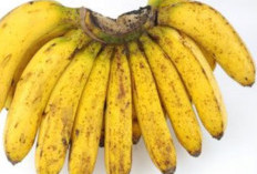 Rutin Mengkonsumsi Pisang Dapat Melancarkan Pencernaan