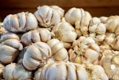 Produksi Bawang Putih Sumsel : Hanya Pagar Alam dan Muara Enim Tercatat 