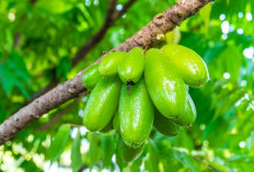 5 Manfaat Belimbing Besi Untuk Kesehatan Rambut