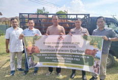 Menjelang Idul Adha 1446 H, SLR Bagikan Sapi Kurban