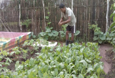 Petani Rumahan Raup Jutaan Rupiah Dari Kangkung dan Bayan