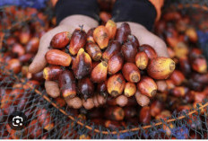 Sawit Rajai Perkebunan Indonesia, Ini Provinsi dengan Produksi Terbanyak
