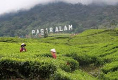 Udara Sejuk, Kopi Nikmat, Nyaman dan Betah di Pagaralam? Ternyata Ini Alasannya!