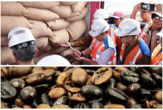 Bukan Cuma Menasional! 57 Ton Kopi Sumsel Tembus Pasar Ekspor, Umumnya dari 3 Daerah Penghasil Kopi