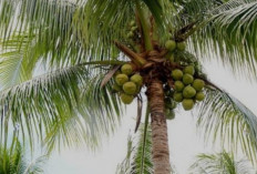 Mengapa Pohon Kelapa Disebut Pohon Seribu Manfaat? Ini Alasannya!