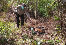 Geger! Warga Gelumbang Temukan Mayat Lansia di Kebun Karet