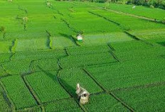 Ungguli Kabupaten Induk, Ini Dua Kabupaten di Sumsel Jadi  Lumbung Padi Terbesar di Sumatera Selatan