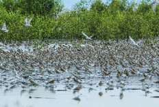 Wisata Keren Taman Nasional Sembilang: Rumah Harimau Sumatra & Ribuan Burung Migran