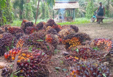 Perkebunan Sawit di Sumsel Geser Dominasi Karet