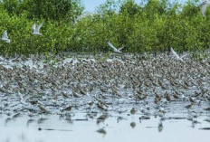 Surga Burung Pantai, Ini Tempat Wisata Alam Terkenal di Sumsel