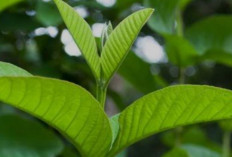 Mau Cantik Alami? Hanya Menggunakan Daun Jambu Biji Bisa Lo!