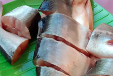 Wajib Tau! Manfaat Ikan Patin untuk Pertumbuhan Anak, Ayo Ajak Anak Rajin Mengkonsumsi Ikan Patin 