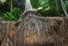 5 manfaat akar pohon kelapa untuk kesehatan tubuh dan cara mengaplikasikannya