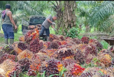 2 Kecamatan Penyumbang Sawit Terbesar di Muara Enim