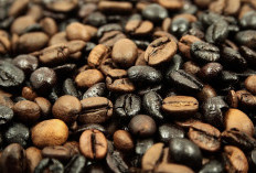 Kopi Sumsel Terkenal di Nasional, Tiga Daerah Penyumbang Produksi Kopi Terbesar