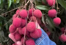 Konsumsi Buah Leci Dapat Menjaga Kesehatan Jantung