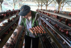 8,4 Juta Kg Telur Ayam Kampung dari Sumsel! Sektor Ternak Rakyat Bangkit, Ekonomi Desa Meledak!