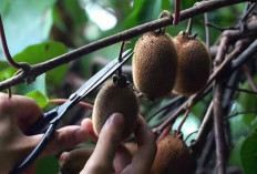 Jaga Kesehatan Jantung Dengan Buah Kiwi