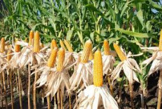 Lahat Jadi Jawara Produktivitas Jagung 2023, Banyuasin Anjlok Tajam!