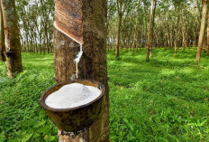 Siap Jadi Raja Karet Nasional! Produksi Naik Drastis, Ratusan Ribu Ton Dongkrak Ekonomi Sumsel!