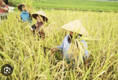 Sumatera Selatan Masih Kokoh Sebagai salah satu Lumbung Beras Penting di Indonesia