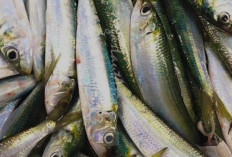 Khasiat Utama Dari Ikan Sarden Banyak Sekali Lo!