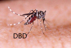 5 Alasan Utama Mengapa DBD Berbahaya