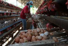 Bukan Kota Palembang, Tapi Daerah Jadi Raja Produksi Telur Terbanyak di Sumsel