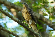 10 Fauna Dilindungi dengan Keunikan Luar Biasa, Peringkat Teratas yang Bisa Berujung Pidana Jika Dipelihara