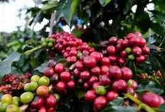 Sumsel Bangkit Lewat Sawit dan Kopi: Komoditas Perkebunan Dorong Ekonomi Daerah
