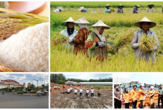Kabupaten Baru Usia 22 Tahun Ini Jadi Raja Padi di Sumsel, Produksi Tembus 892 Ribu Ton!