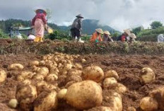 Sumsel Jadi Lumbung Sayur Nasional! Ini Data Produksi Bawang, Cabai, dan Kentang yang Melesat