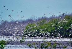 Taman Nasional Sembilang, Wisata Alam di Banyuasin! Rumah Harimau, Tapir, dan Ribuan Burung Migran