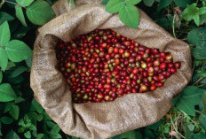 OKU Selatan dan Empat Lawang Kuasai Industri Kopi Sumsel 2023, Ini Potensi Ekonominya!