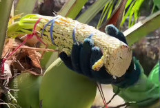 Kenapa Nira Kelapa Disebut Pemanis Lebih Menyehatkan