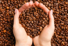 Kawasan Semende Raya, Surganya Kopi Robusta dan Arabika, Hawa Dingin  Rahasia di Balik Kopi Berkualitas