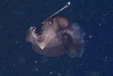 Fakta Unik Tentang Ikan Anglerfish yang Hidup Di Kedalaman 200-2000 Meter di bawah permukaan laut