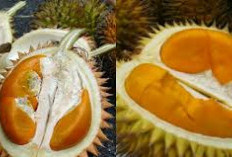  Durian Tembaga Muara Enim Raih Popularitas di Pulau Jawa, dengan Produksi Durian Mencengangkan 43.613 Kuintal