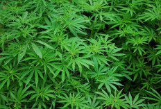 Anda Harus Tau Mengapa Daun Ganja Itu Dilarang