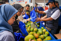 Petani Mangga yang Diberdayakan BRI Mampu Perluas Lahan dan Tingkatkan Taraf Hidup