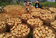 2 Daerah Penghasil Sayuran Terbesar di Sumsel, Panen Cabai hingga Kentang Melimpah dari Dataran Tinggi