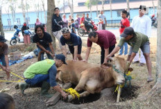 Apa Saja Kejadian Aneh yang Terjadi Pada Saat Pemotongan Hewan?