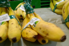 Dibalik Rasanya yang Lezat Pisang Cavendish Memiliki Banyak Manfaat Bagi Kesehatan