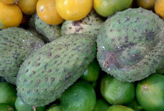 Sirsak Dapat Menghambat Pertumbuhan Sel Kanker
