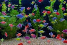 Ada Macam-Macam Ikan Hias